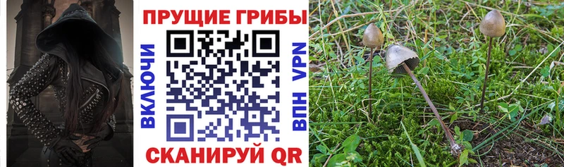 Галлюциногенные грибы Psilocybine cubensis  даркнет сайт  Гудермес 